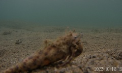 Dardanus scutellatus