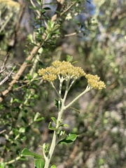 Ozothamnus obcordatus