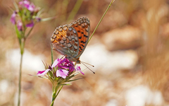 Argynnis niobe