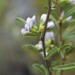 Psoralea rubicunda - Photo (c) Justin Ponder, some rights reserved (CC BY), uploaded by Justin Ponder