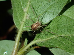 Paroligolophus agrestis