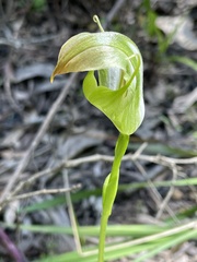 Pterostylis baptistii