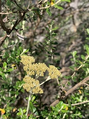Ozothamnus obcordatus