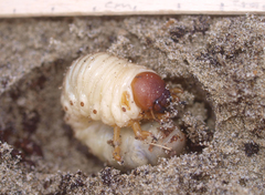 Pericoptus truncatus