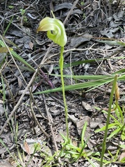 Pterostylis baptistii