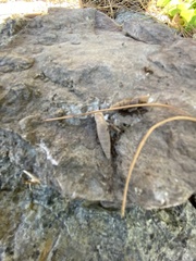 Papillifera papillaris