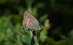 Satyrium spini