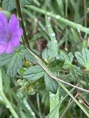 Geranium pyrenaicum
