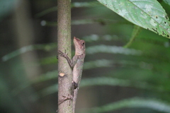 Agamidae