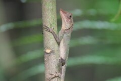 Agamidae