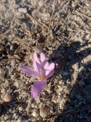 Colchicum filifolium