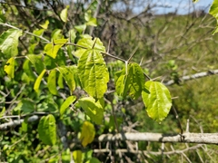 Celtis iguanaea