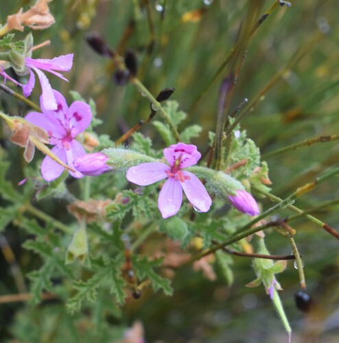 Image of Pelargonium glutinosum by (c) Justin Ponder, some rights reserved (CC BY)