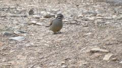 Emberiza capensis capensis