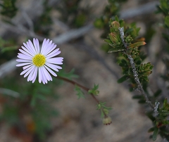 Brachyscome ciliaris