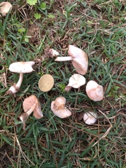 Volvariella hypopithys