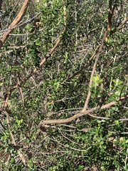 Ozothamnus obcordatus