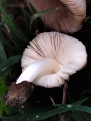 Volvariella hypopithys