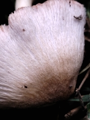 Volvariella hypopithys