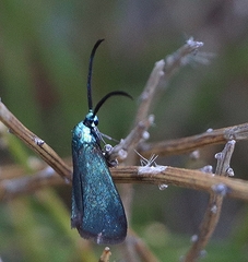 Pollanisus viridipulverulenta