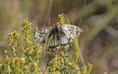 Melanargia occitanica