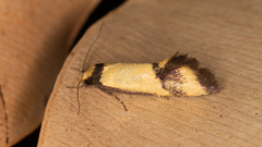 Olbonoma triptycha