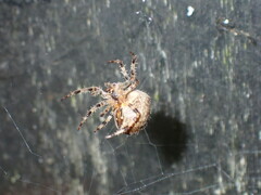 Araneus diadematus