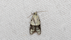 Tracholena sulfurosa