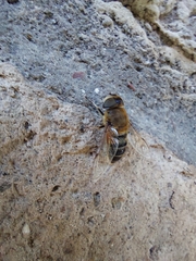 Eristalis similis