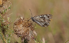 Melanargia occitanica