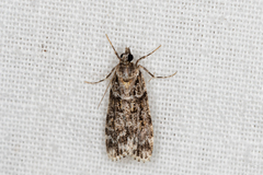 Scoparia chiasta