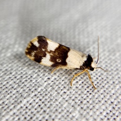 Philenora aspectalella