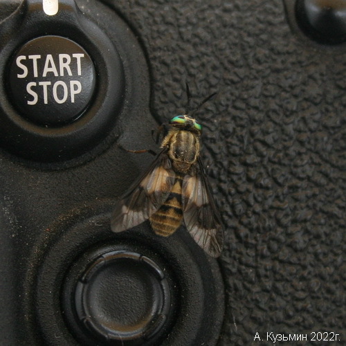 Обыкновенный Пестряк (Chrysops relictus)