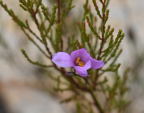 Image of Ixia confusa by (c) Justin Ponder, some rights reserved (CC BY)