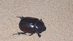 Phyllognathus