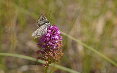 Melanargia occitanica