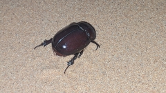 Phyllognathus
