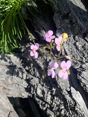 Stylidium laricifolium