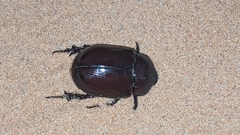Phyllognathus