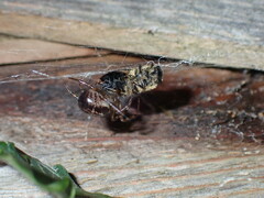 Steatoda nobilis