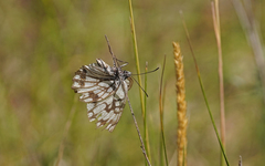 Melanargia occitanica