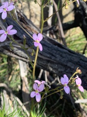Stylidium laricifolium