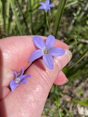 Wahlenbergia stricta