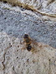 Eristalis similis