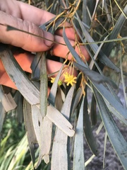 Acacia harpophylla