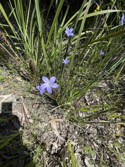 Wahlenbergia stricta