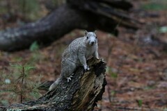 Sciurus niger cinereus