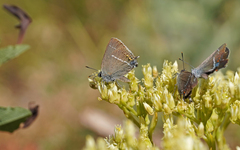 Satyrium spini
