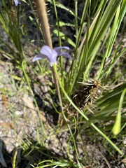 Wahlenbergia stricta
