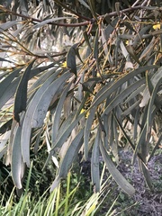 Acacia harpophylla